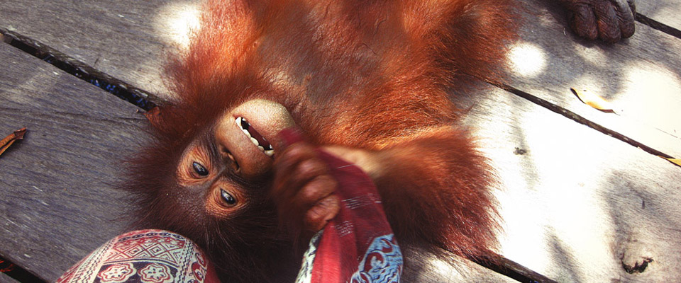 borneo_feature